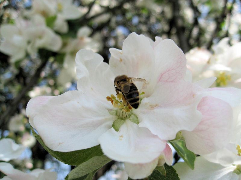 Bienen auf der Apfelblüte