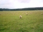 Schafe auf dem Klippeneck
