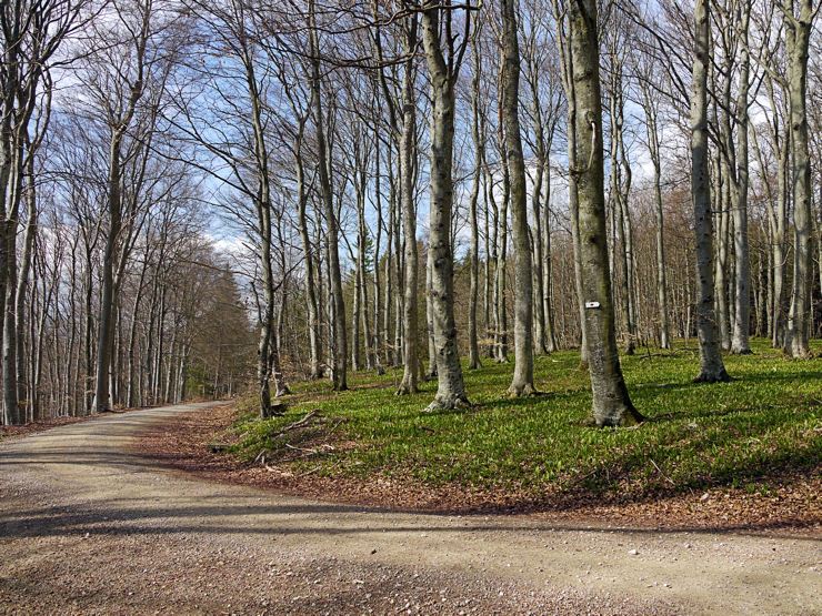 Im Amtenhausener Wald