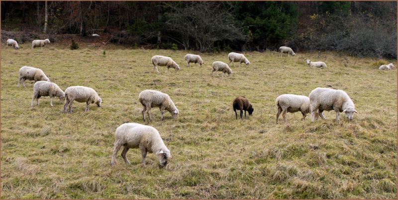 Schafe bei Oberdigisheim