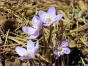 Leberblümchen