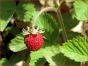 Wald Erdbeeren