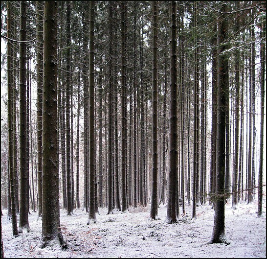 Wald am Schaefertal