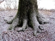 Baum am Schaefertal