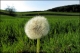 Pusteblume