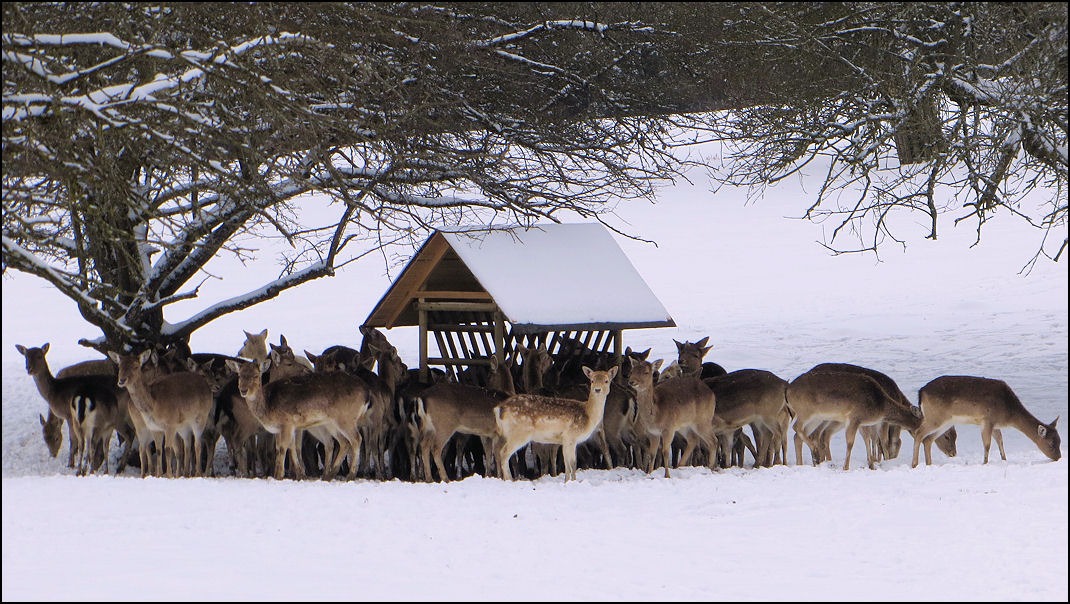 Wildgehege am Trossinger Gaugersee