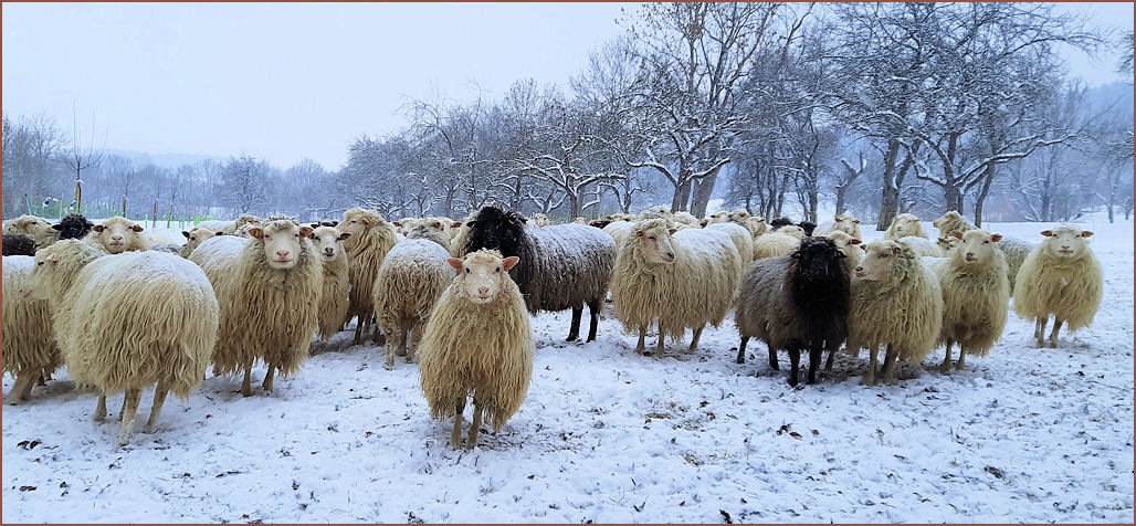 Schafe an der Bleiche