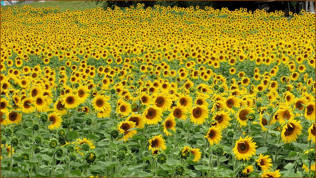 Sonnenblumen in Neufra