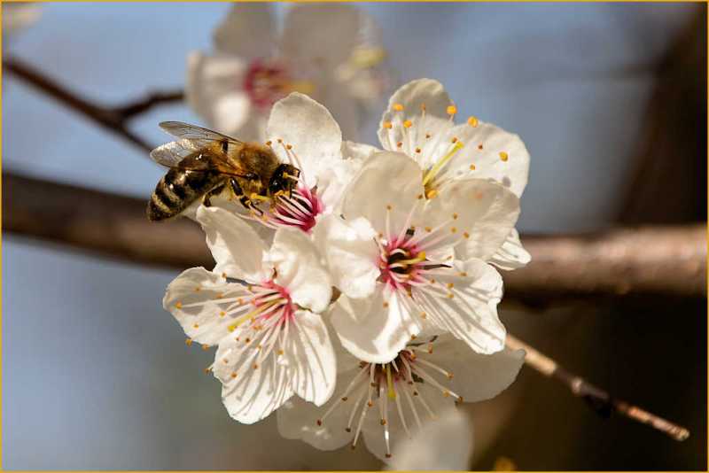 Biene Kirschblüte