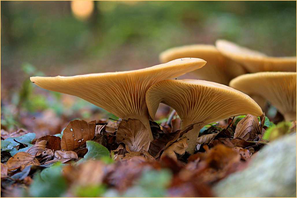 Die Winterpilze