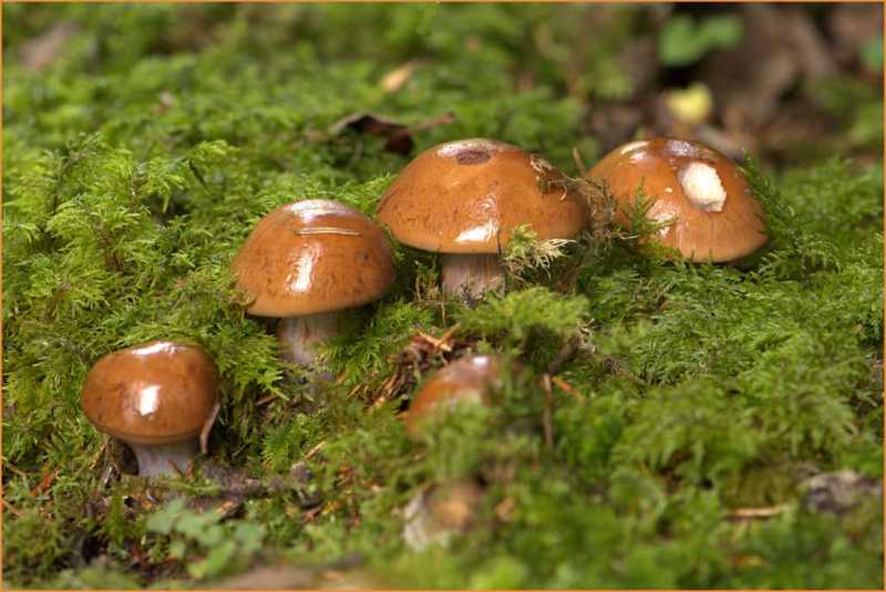 Vier glänzende braune Pilze