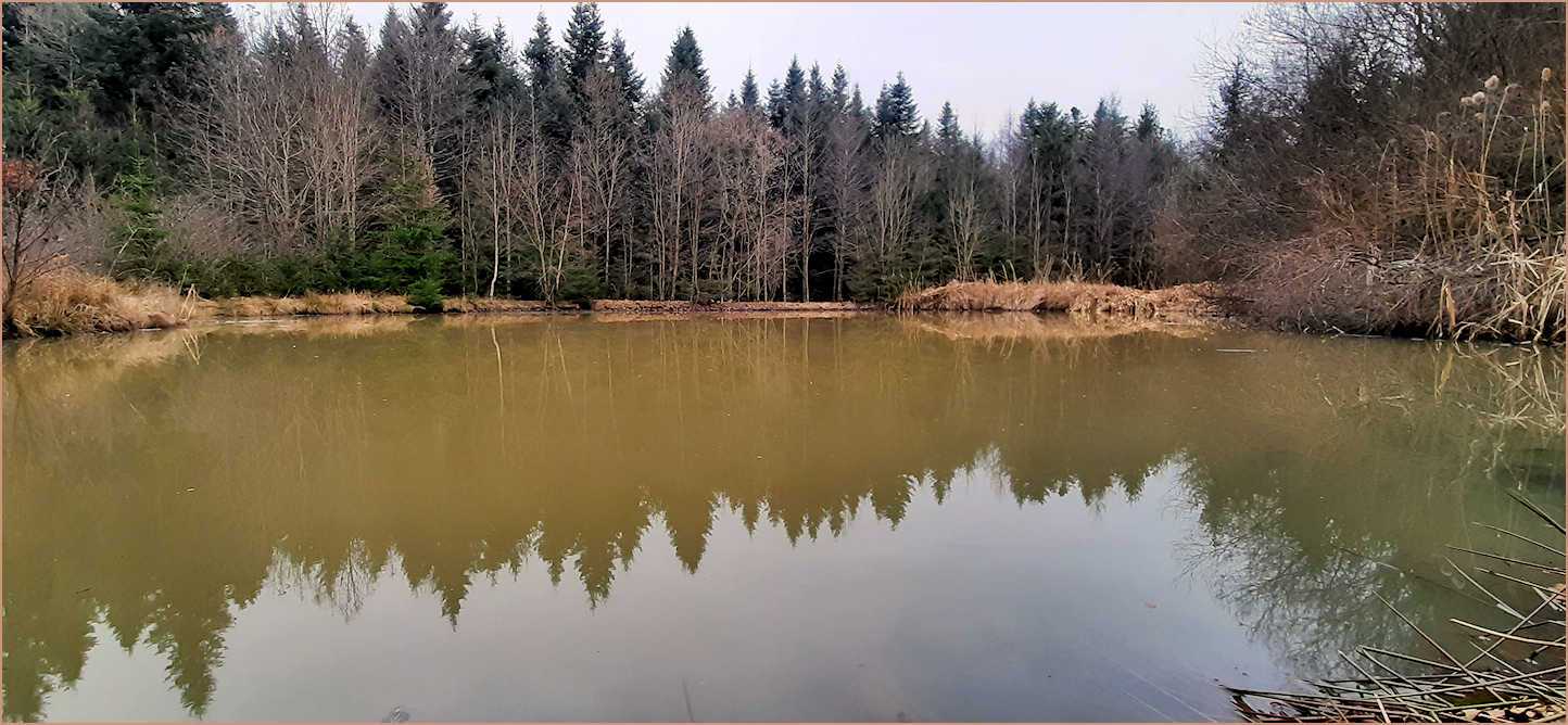 20250315-Spaichingerwald
